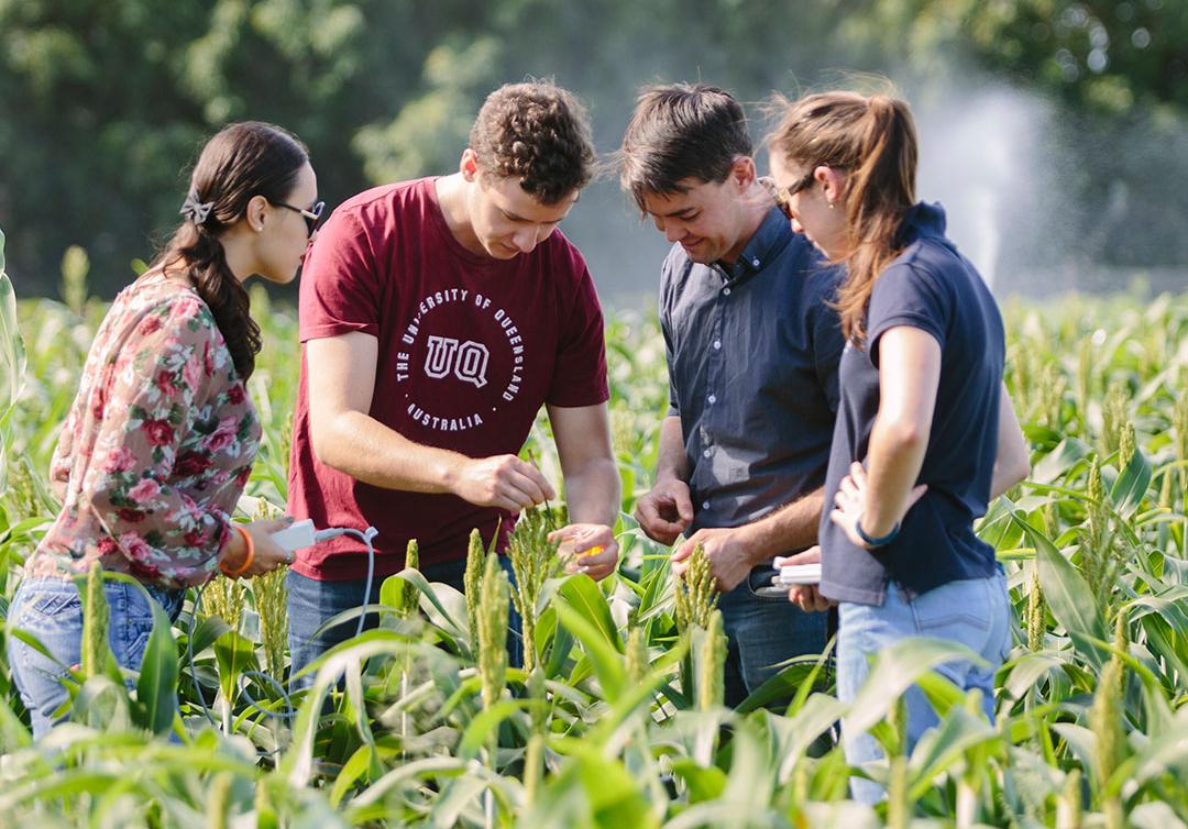 Group in a field of crops.