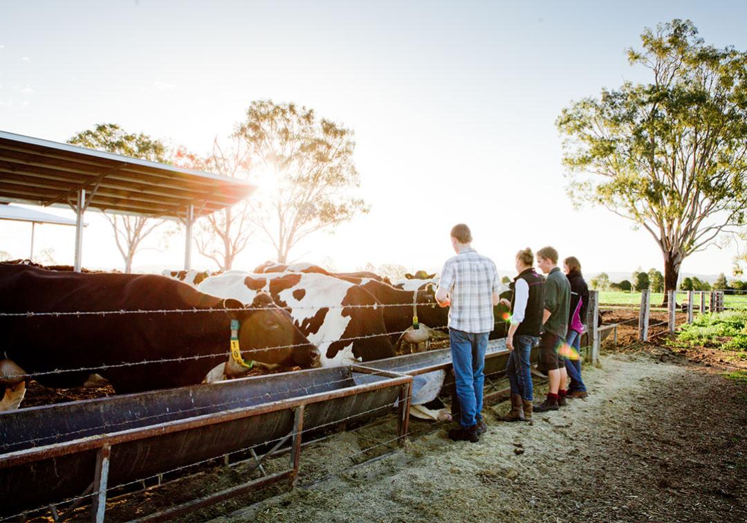 People on a farm looking at cattle.