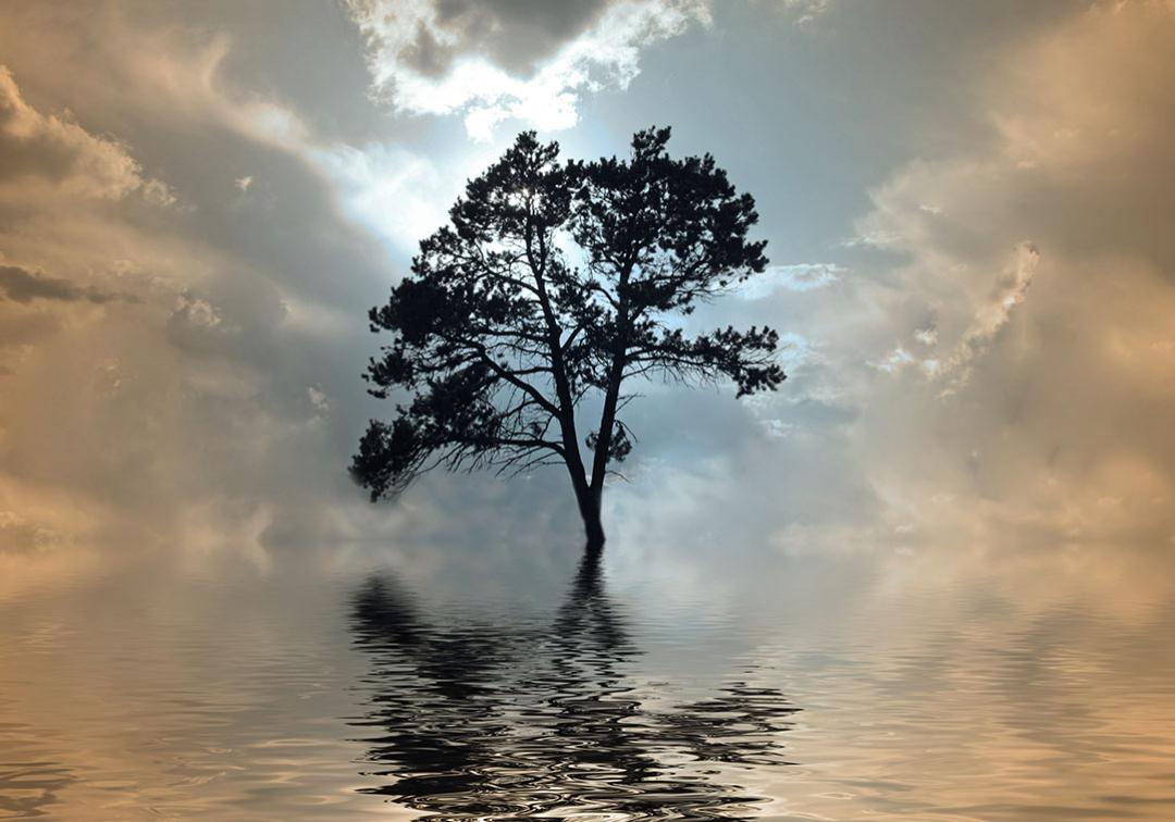 Tree growing and reflected in water