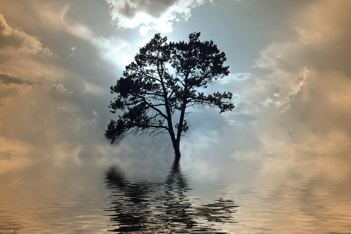 Tree growing and reflected in water