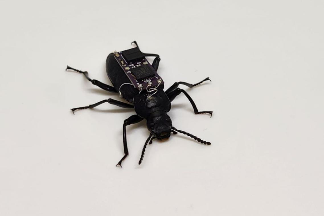 A black beetle with a microchip attached to its back